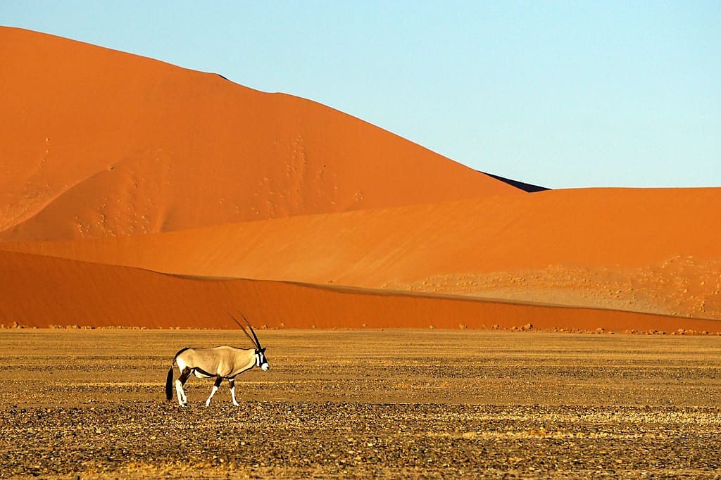 Antelope in front of the red desert, Namib Naukluft National Park, Namibia