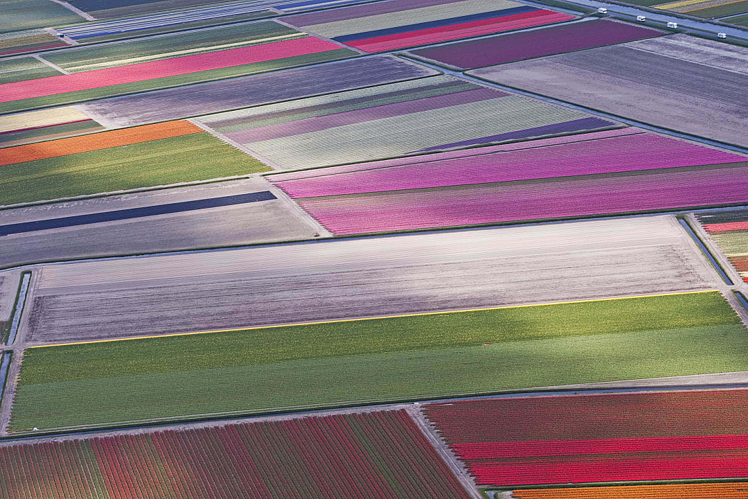 Aerial view of colorful tulip fields between Sassenheim and Lisse, Netherlands.