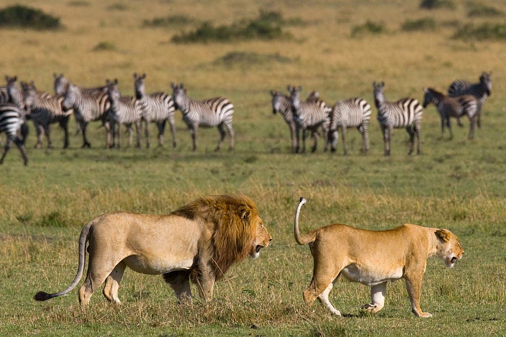 Lion and lioness in Maasai Mara National Park, Kenya