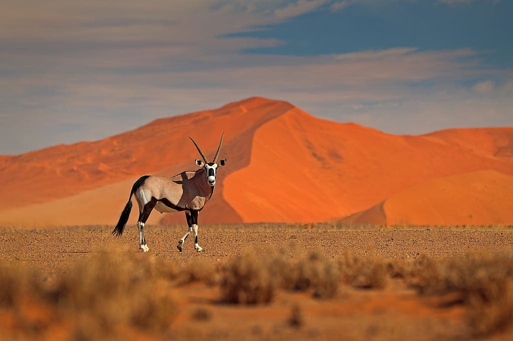 Oryx in the Namib Desert, Namibia, Africa
