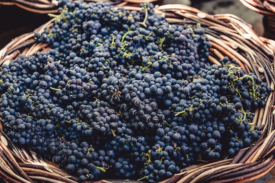 Bunches of tinta negra mole grapes harvested on Madeira island, Portugal