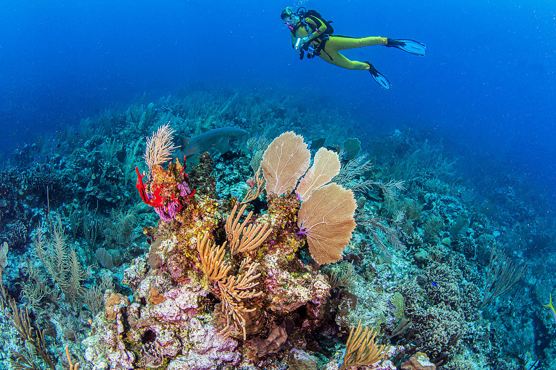 Scuba diver exploring the coral reef in Belize 
