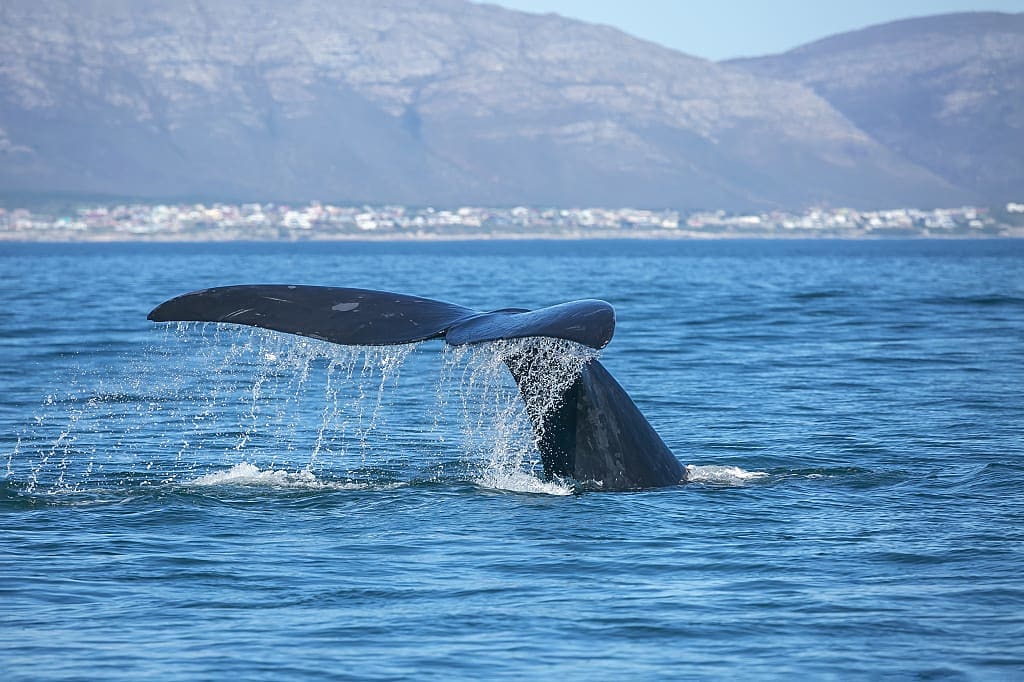 Whale off the coast of Hermanus, South Africa