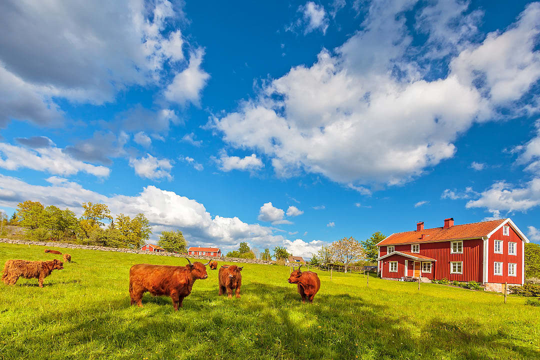 Highland cows in Smaland, Sweden