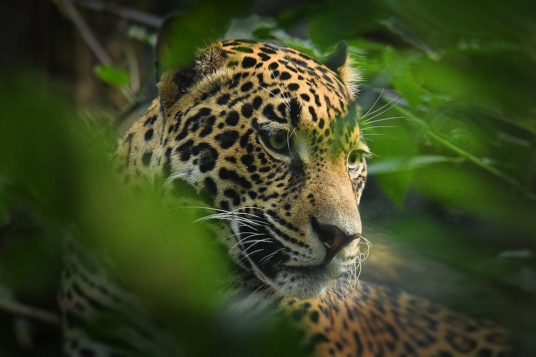 Jaguar in the Amazon Rainforest