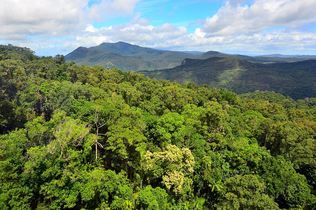 Old Winter Rainforest, Cairns Highlands, Western Australia