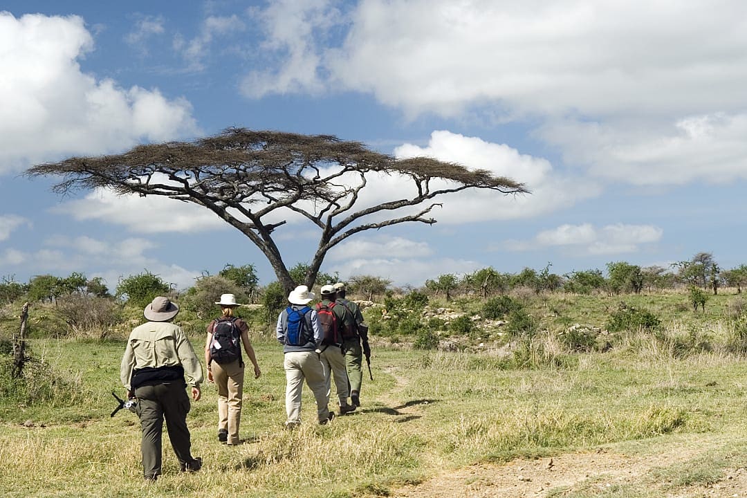 A group of travelers walking together through open grassland toward an acacia tree, representing shared exploration and connection during a safari.