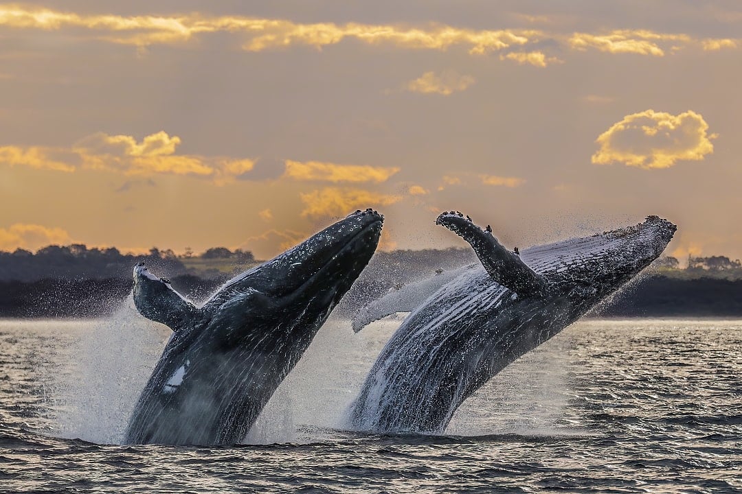 Whale-watching in Australia