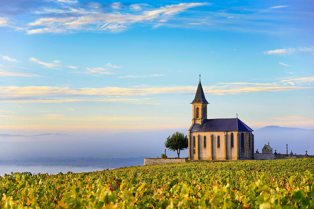 Vineyards and church of Saint Laurent d'Oingt at sunrise, Beaujolais, France