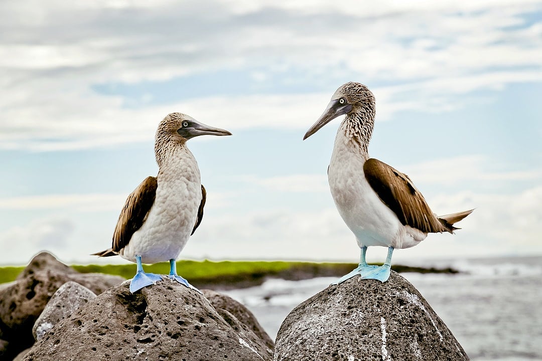 Blue-footed boobies in the Galapagos Islands, Ecuador