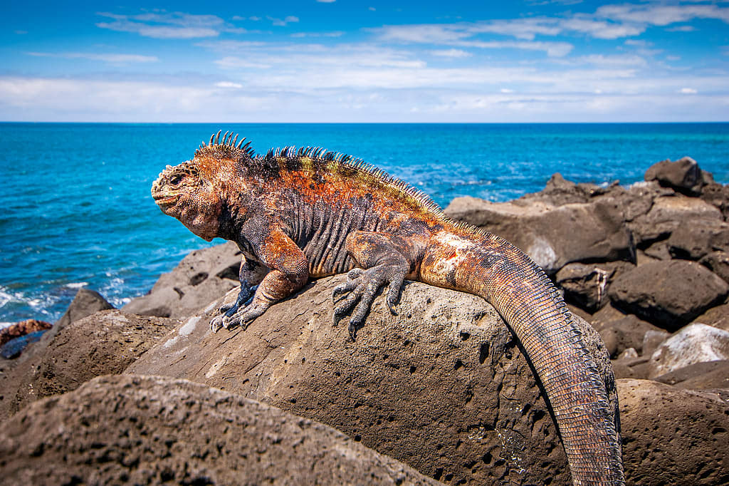 Marine iguana on the rocks at San Cristóbal Island, Galapagos