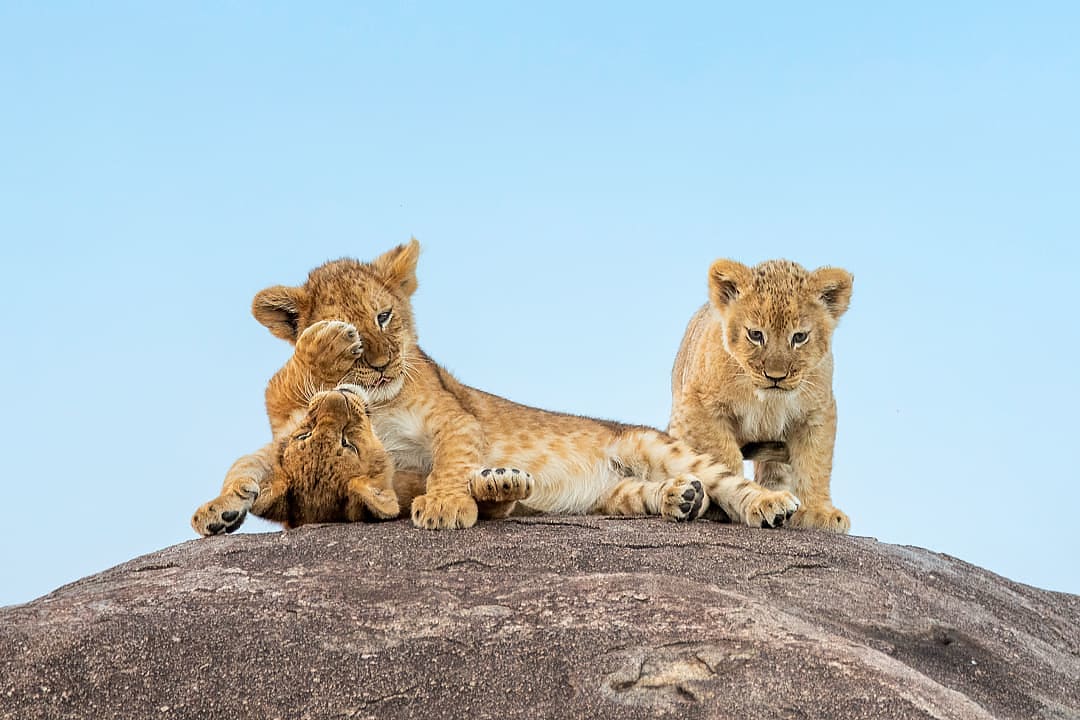 Lion cubs playing in Northern Serengeti, Tanzania