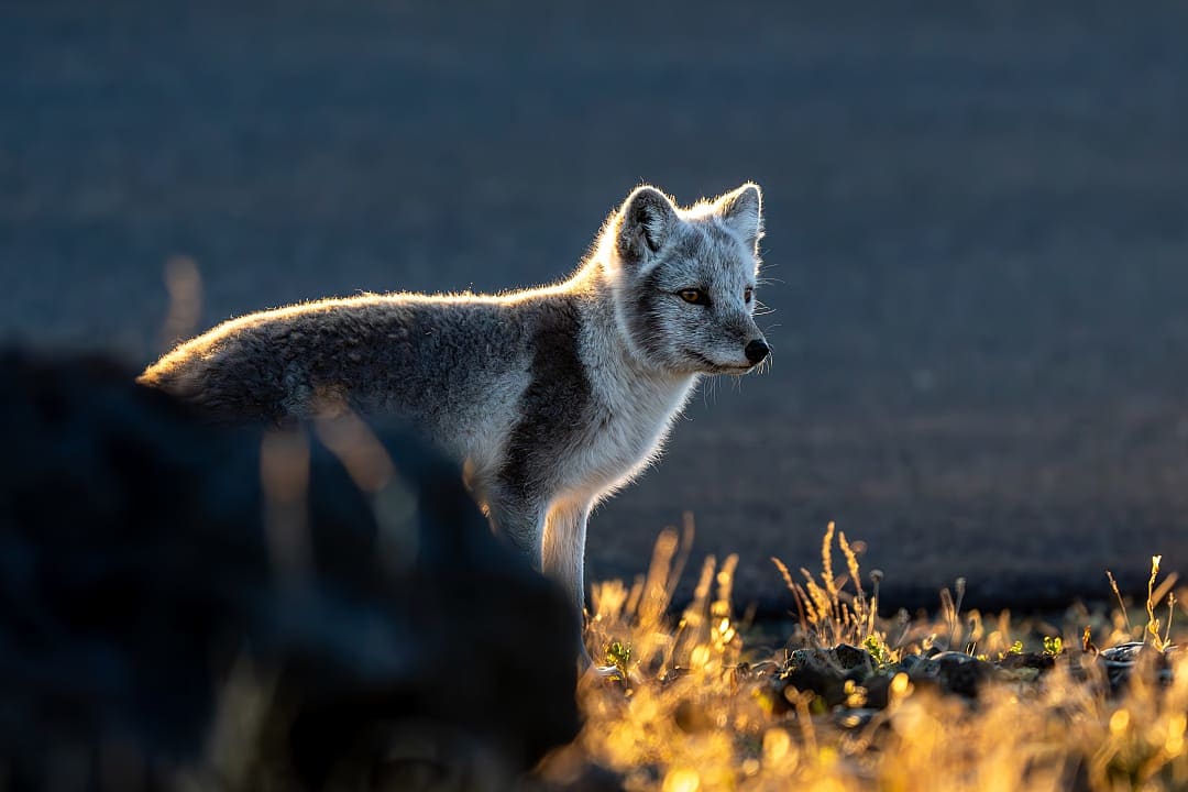 Icelandic fox. 