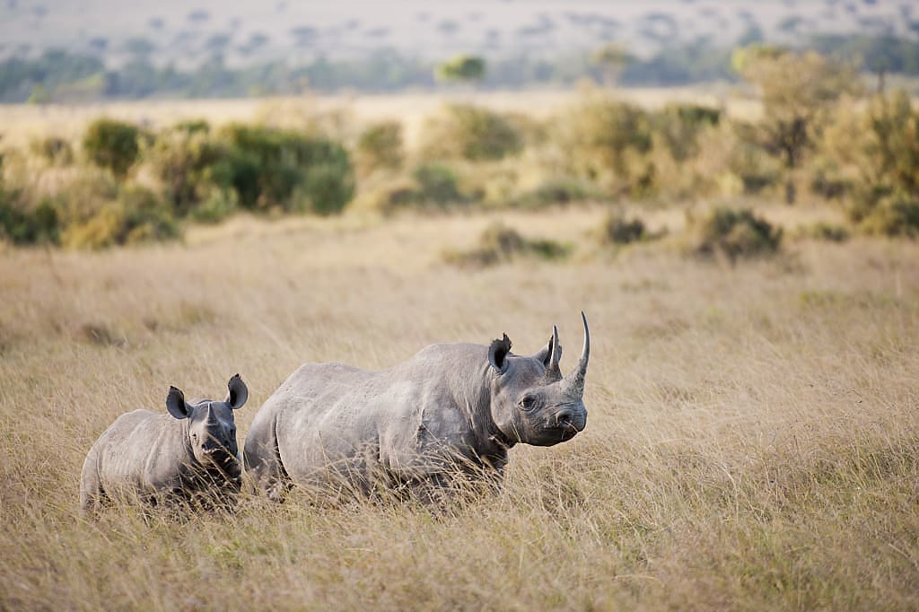 Rhinos in Masai Mara during winter
