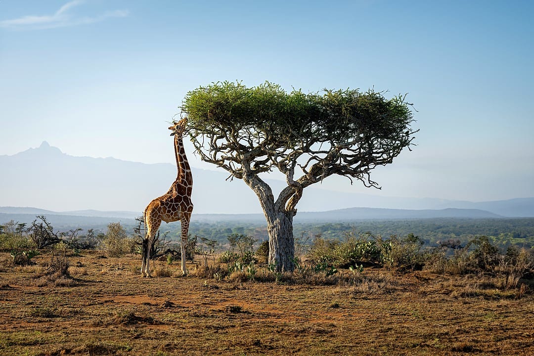 Laikipia National Park, Kenya
