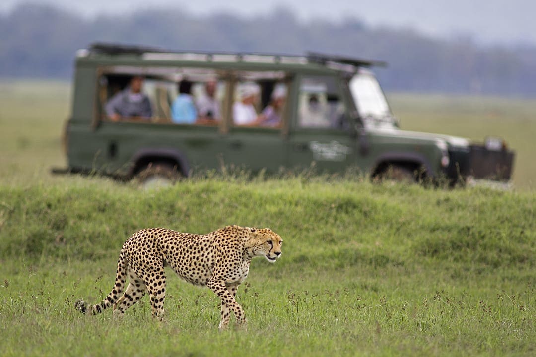 The Maasai Mara, Kenya