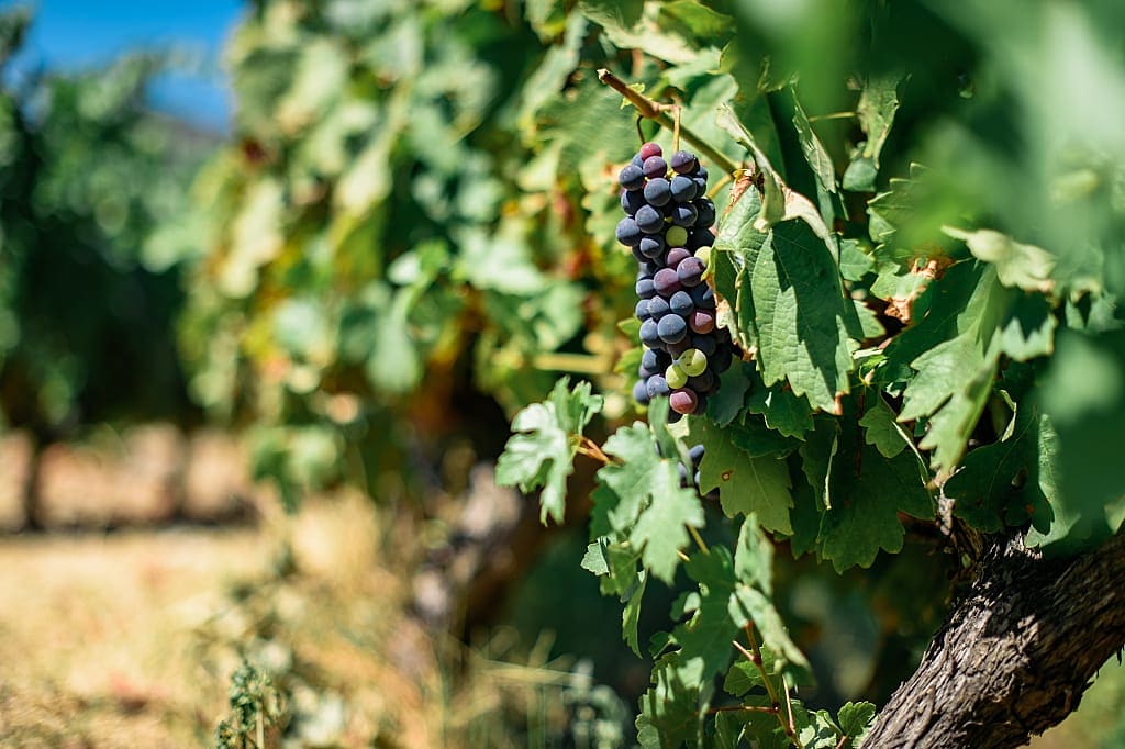 Vineyard in the Dāo wine region of Portugal