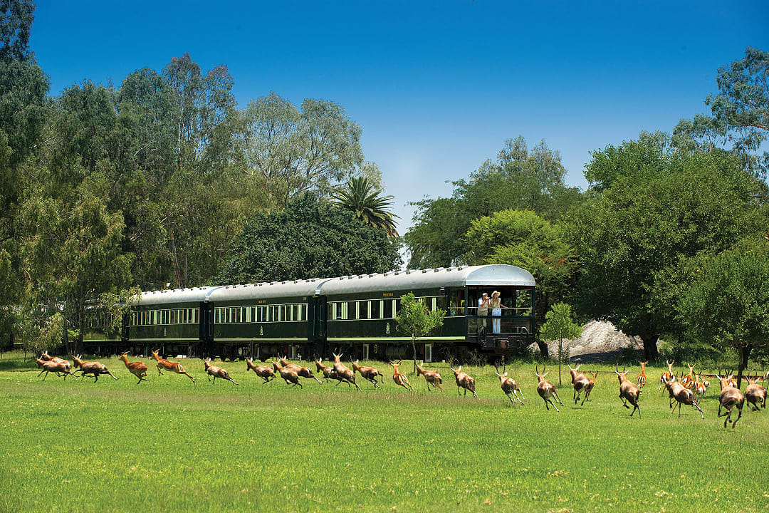 Couple watching a herd of antelope from the Rovos Rail