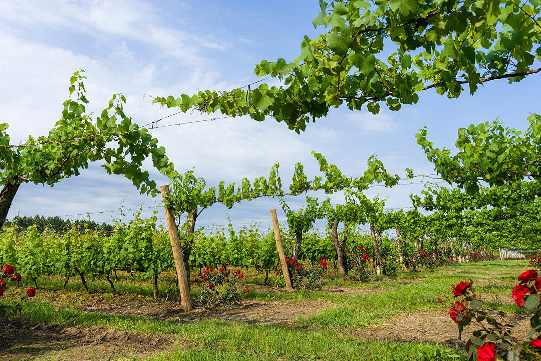Vineyards in Argentina