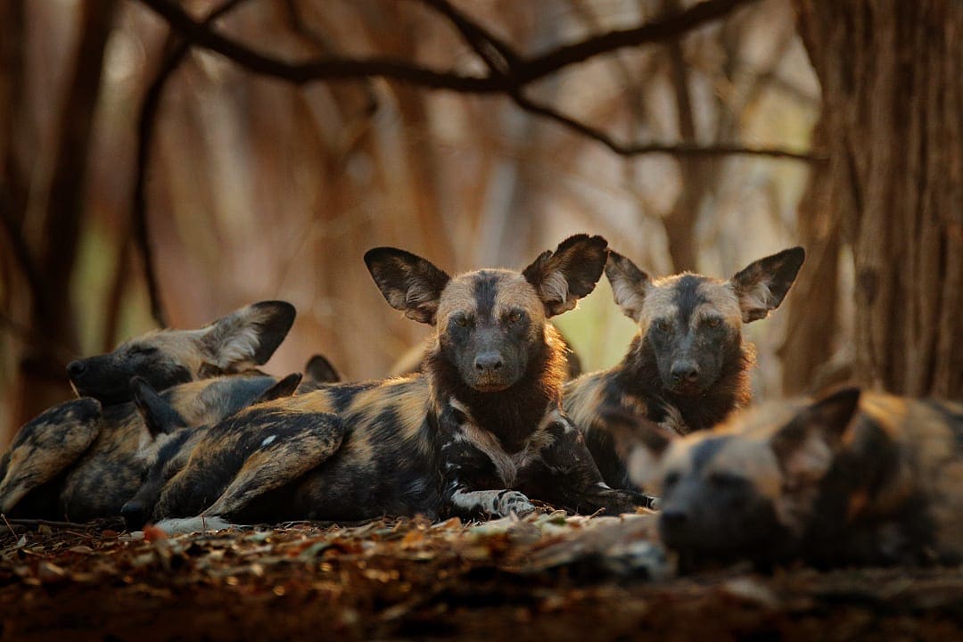 Wild dogs at Mana Pools National Park, Zimbabwe