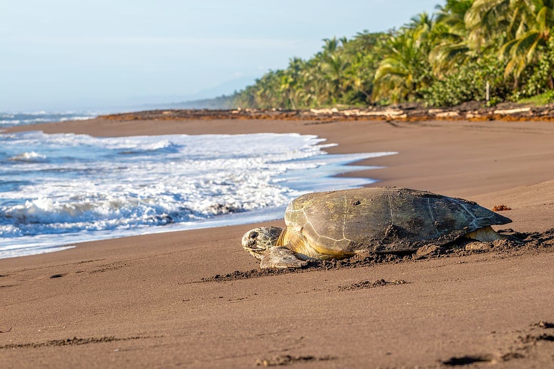 Sea turtle in Playa Tortuguero, Tortuguero National Park, Costa Rica