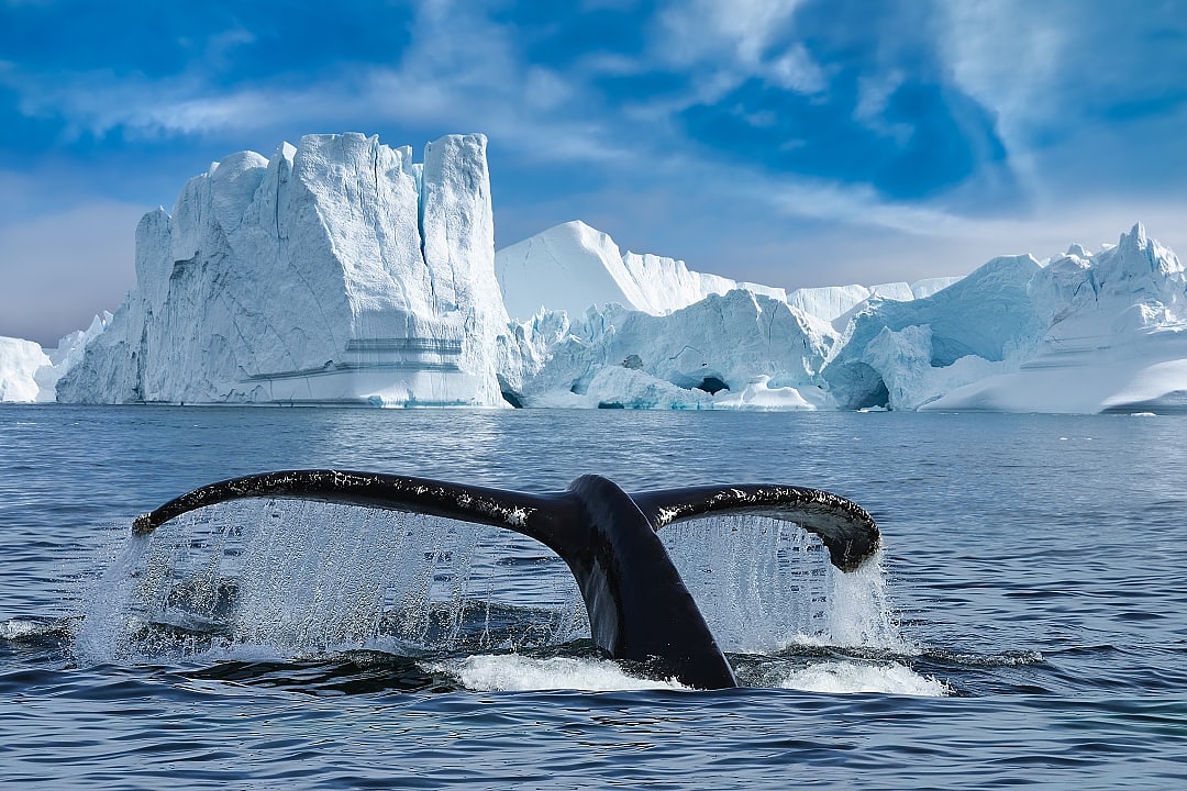 A whale sighting during a whale-watching expedition.