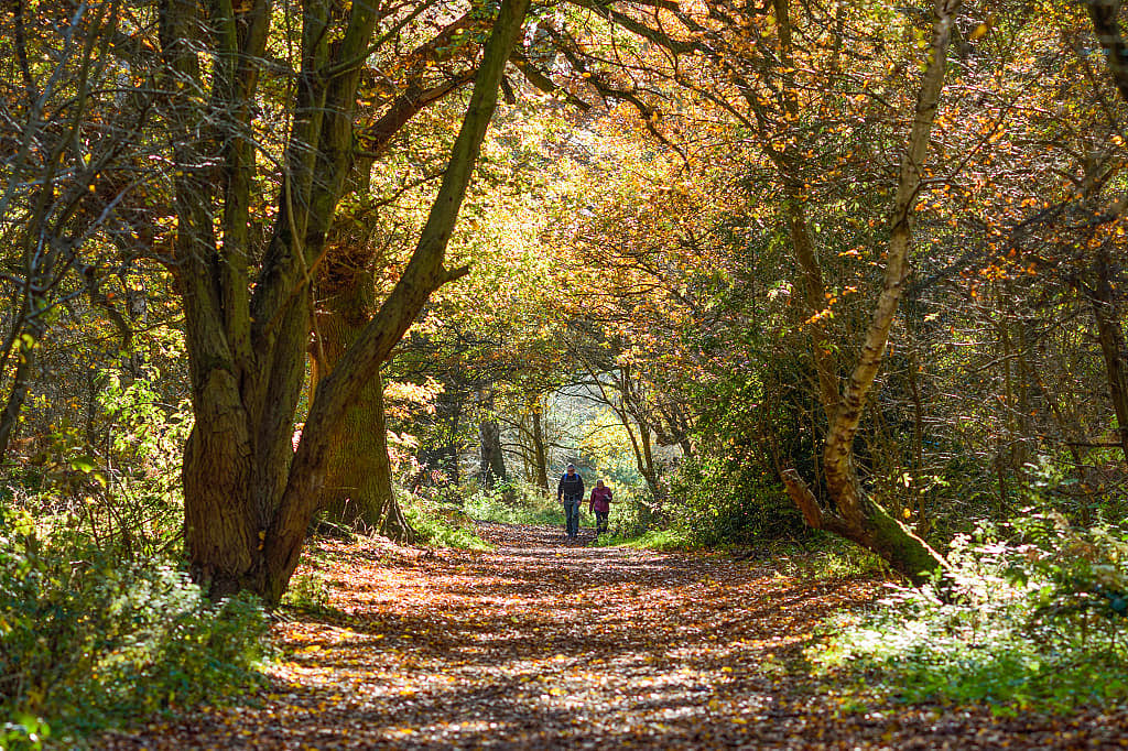 Couple hiking through Sherwood Forest in Nottingham, England