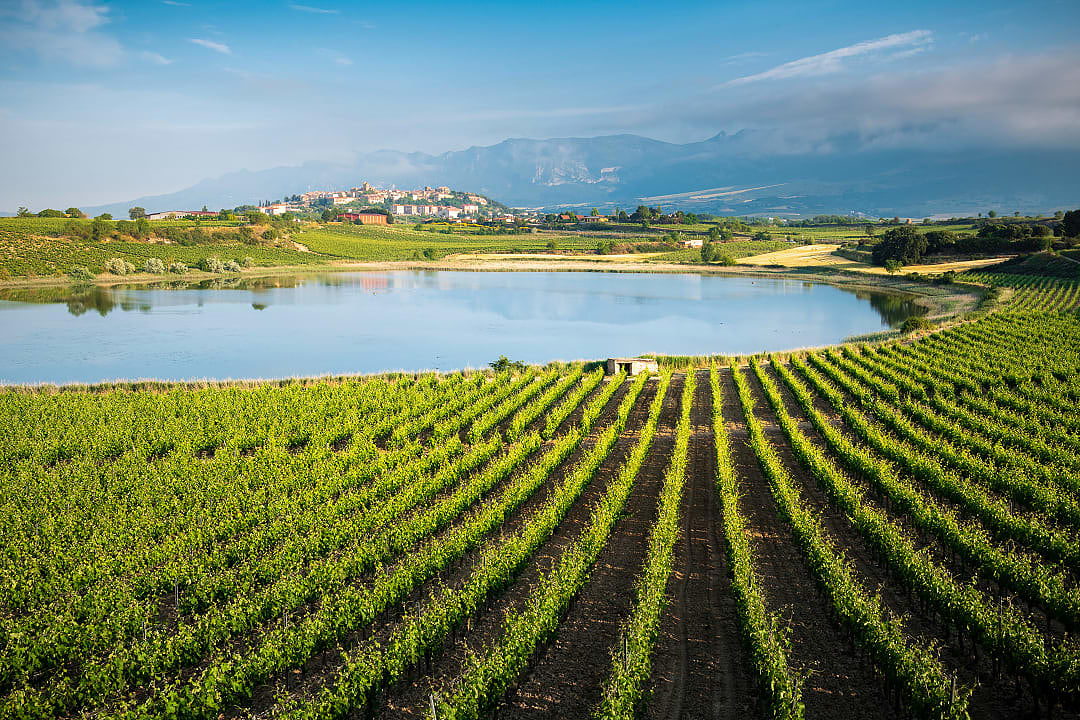 A view of La Rioja's vineyards