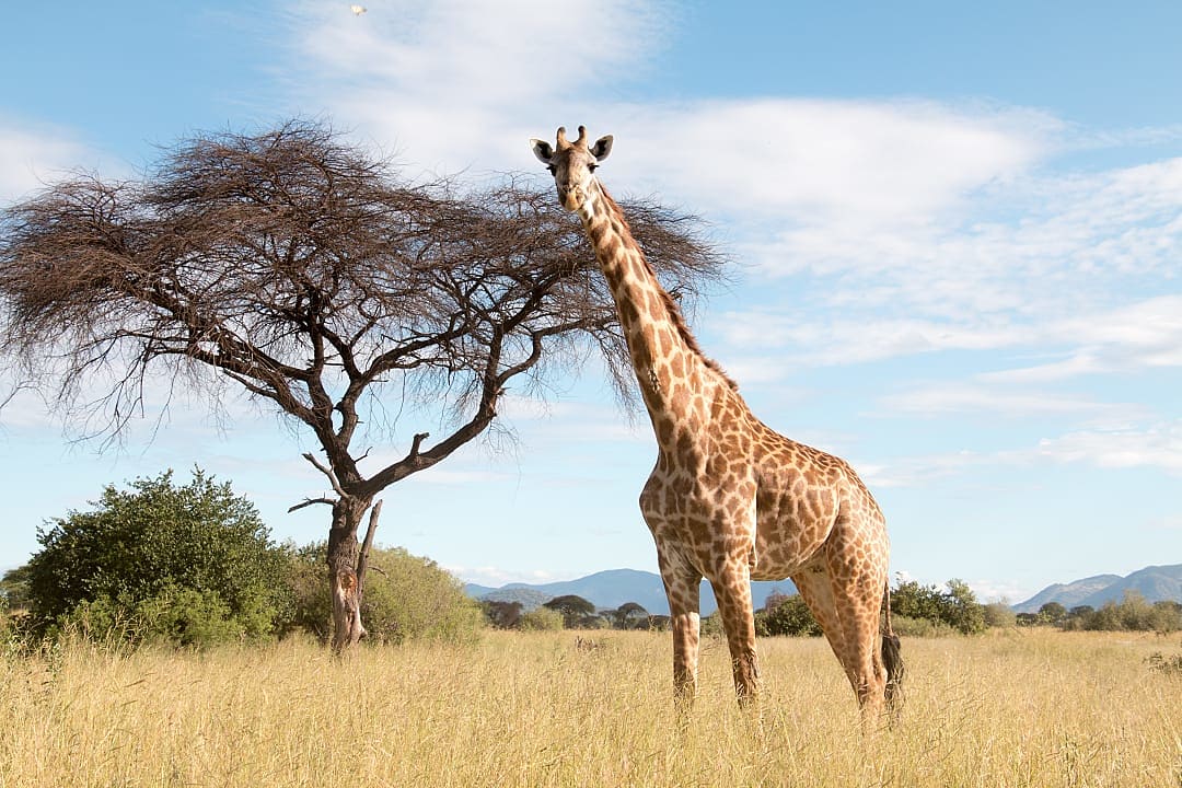 Giraffe at Ruaha National Park, Tanzania