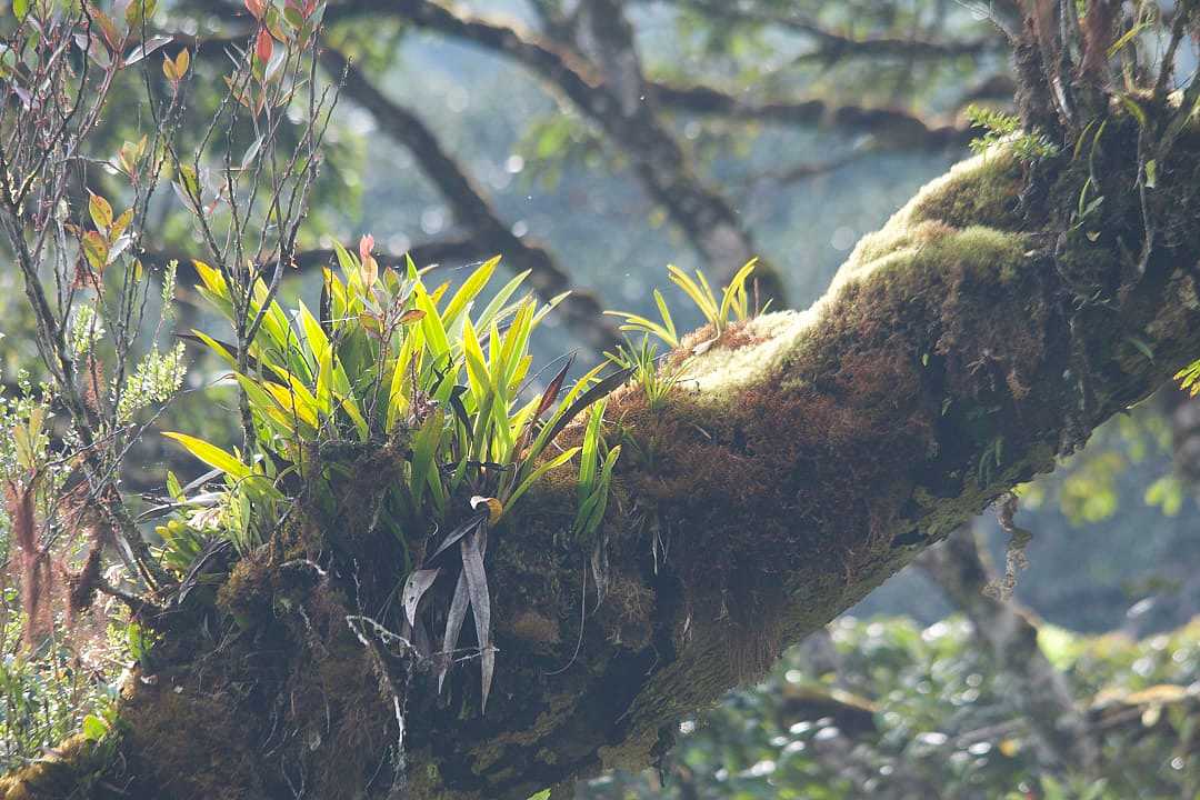 Forest textures in the Gayo forest, Indonesia.