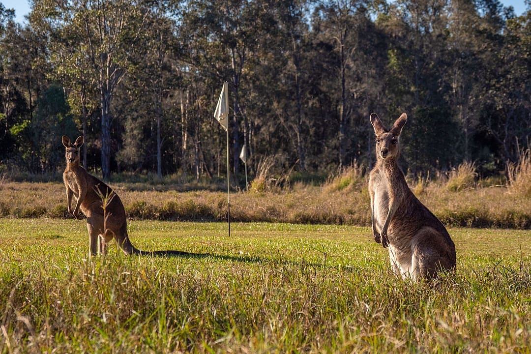 Kangaroos on a golf course in Noosa, Australia