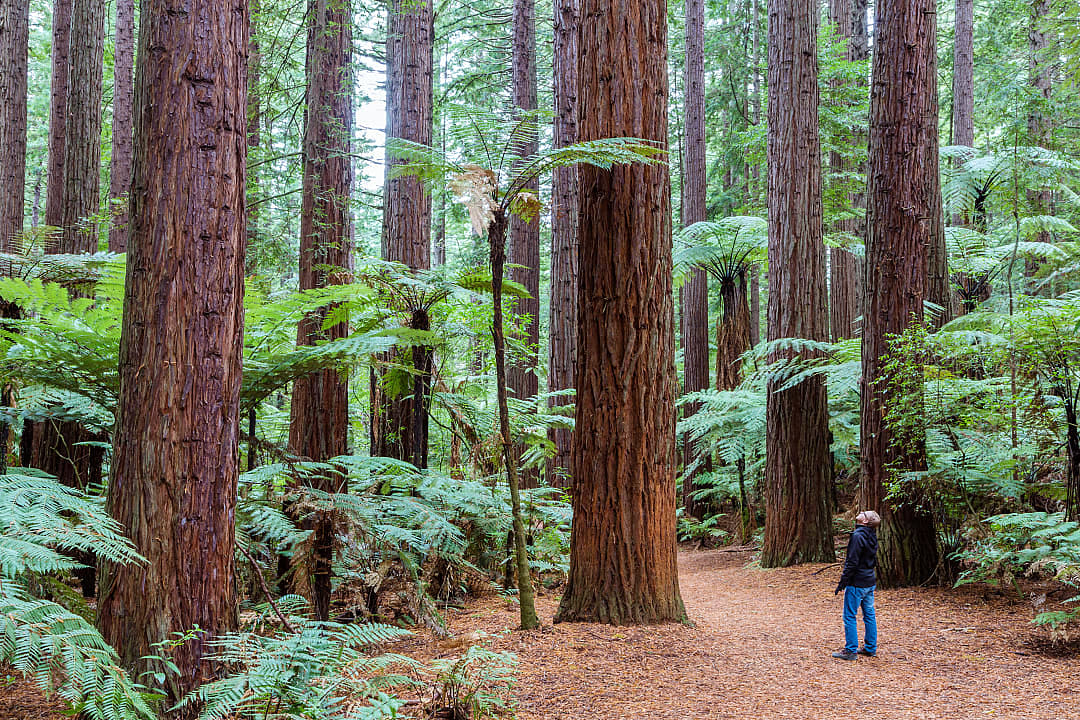 Hiker admiring the redwood trees in Rotorua, New Zealand