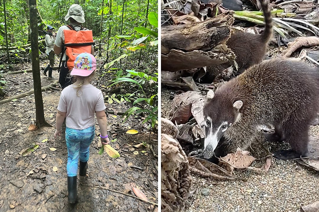 Child with a colorful hat and adults in hiking gear walking on a muddy trail through a dense tropical forest (left), and a curious coatimundi foraging among leaves and branches on the forest floor (right).