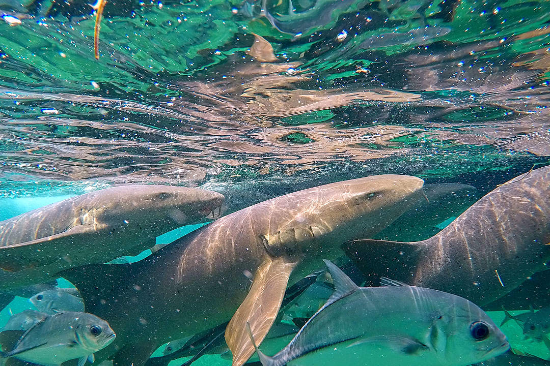 Nurse sharks swimming at Hol Chan Marine Reserve in Belize’s crystal-clear waters