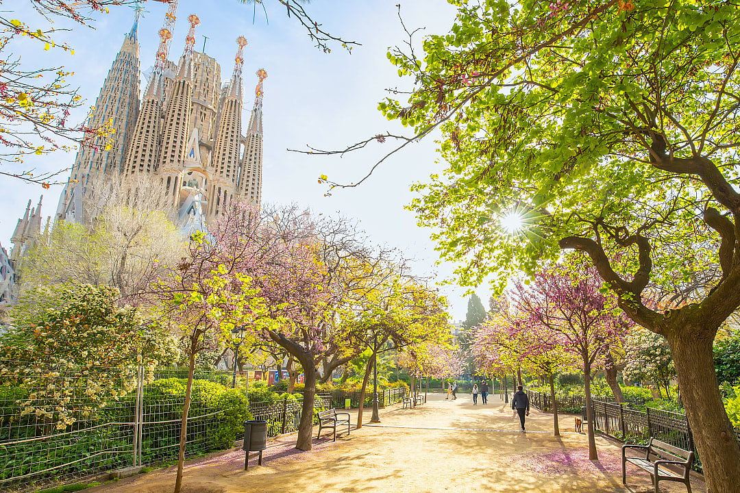 Springtime view of Sagrada Família in Barcelona, Spain, with colorful trees and a sunlit park pathway