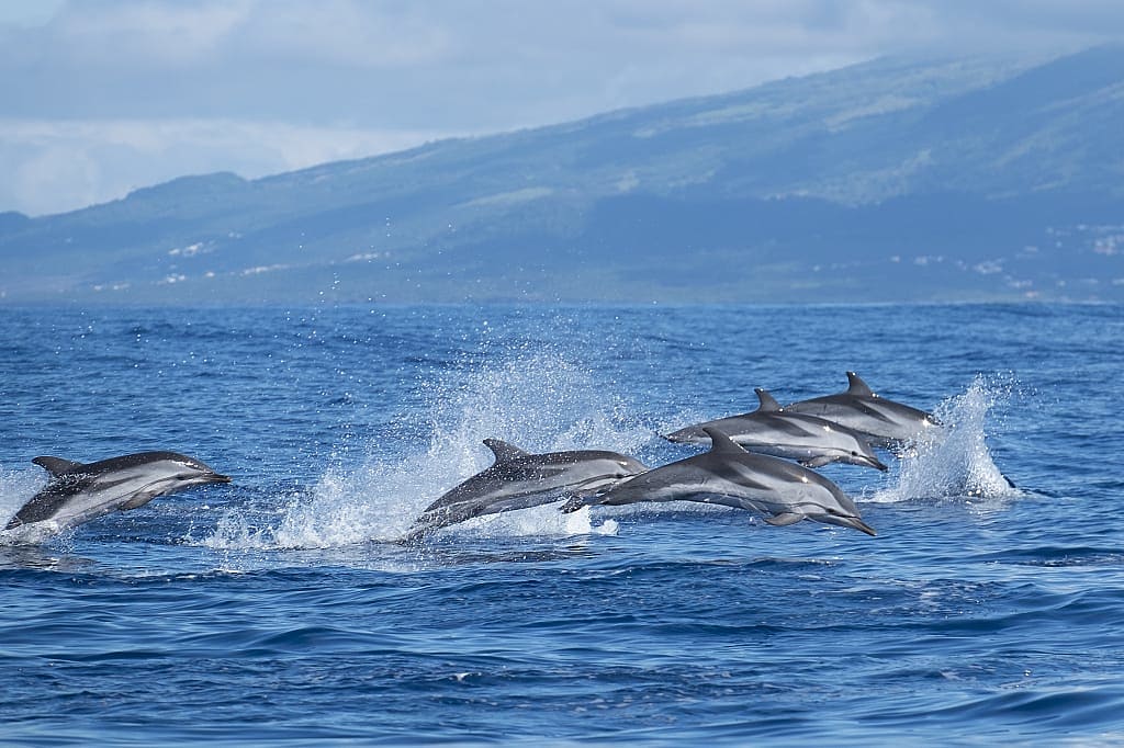 Atlantic striped dolphins off the Azores