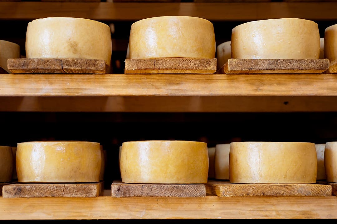 wheels of artisanal cheese maturing on wooden shelves at a traditional Croatian dairy farm.