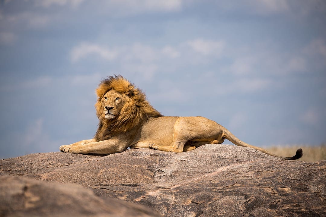 A lion with a full mane lies on a large rock under a blue sky in Eastern Serengeti, Tanzania