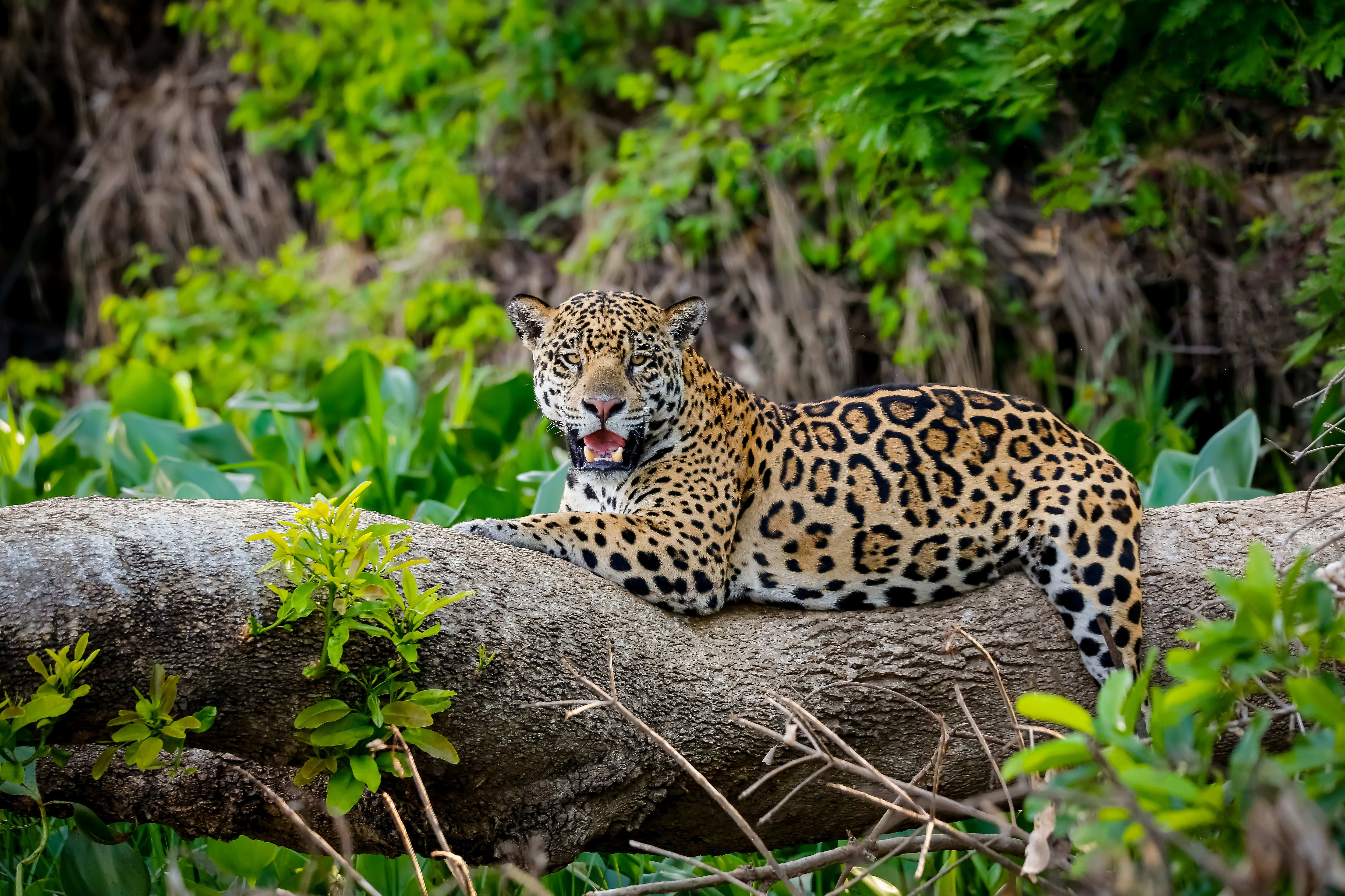 Jaguar in Brazil