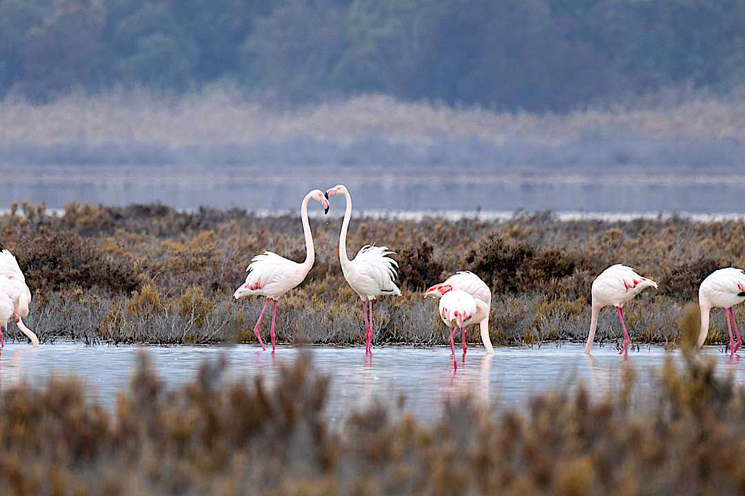 Flamingos on Lake Akrotiri, Cyprus.