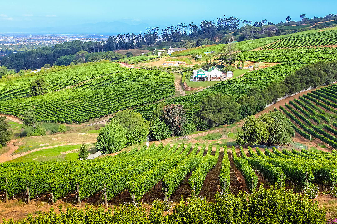 Vineyard and winery in Constantia, South Africa