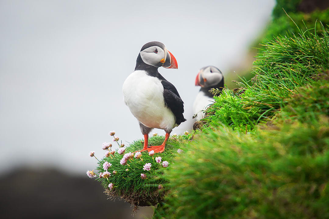 Atlantic puffins standing on grassy cliffs in the Faroe Islands during summer nesting season.