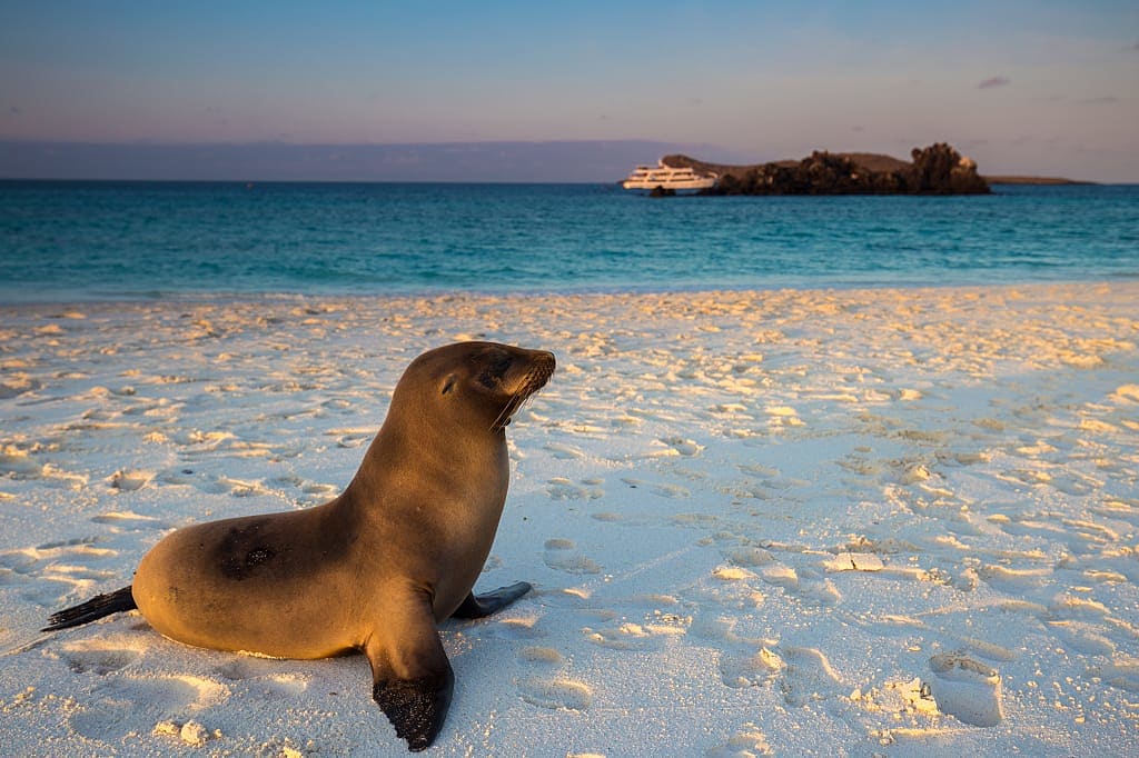 Sea lion in the Galapagos Islands