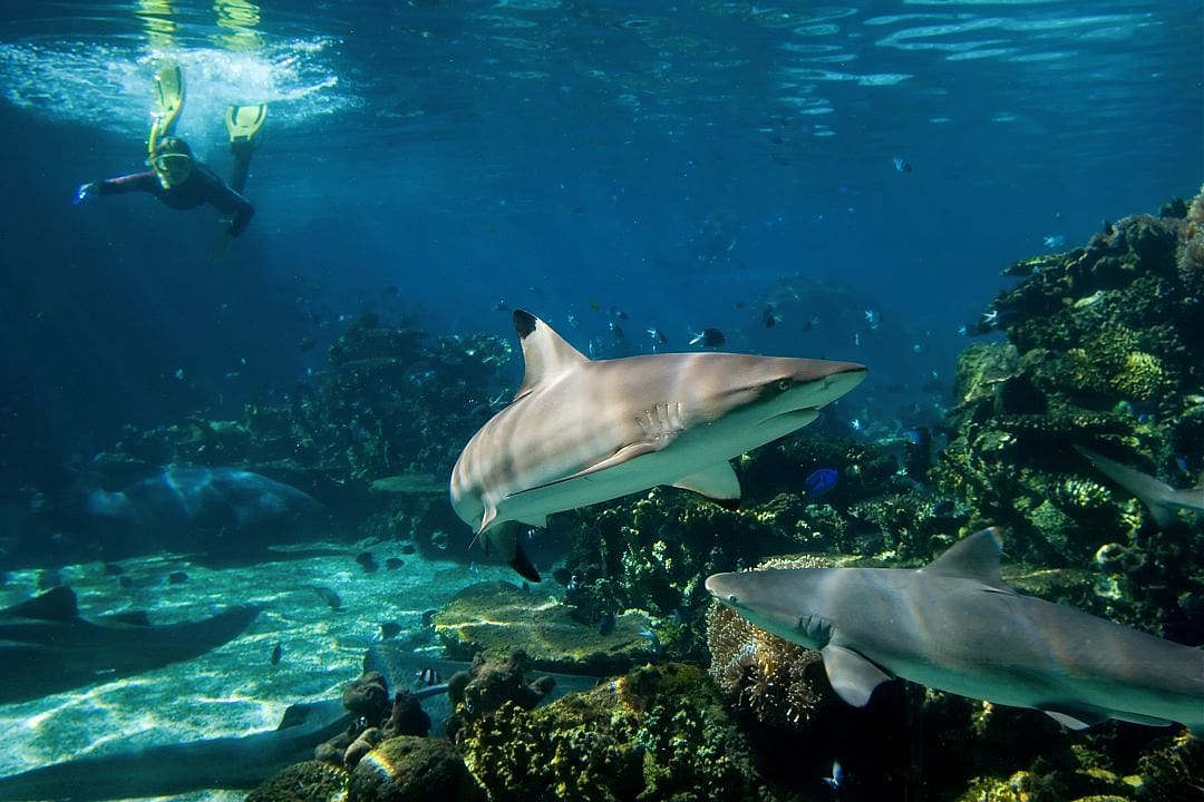 Snorkeler observing reef sharks swimming over vibrant coral in the crystal-clear blue water of the Great Barrier Reef, showcasing marine life in its natural habitat