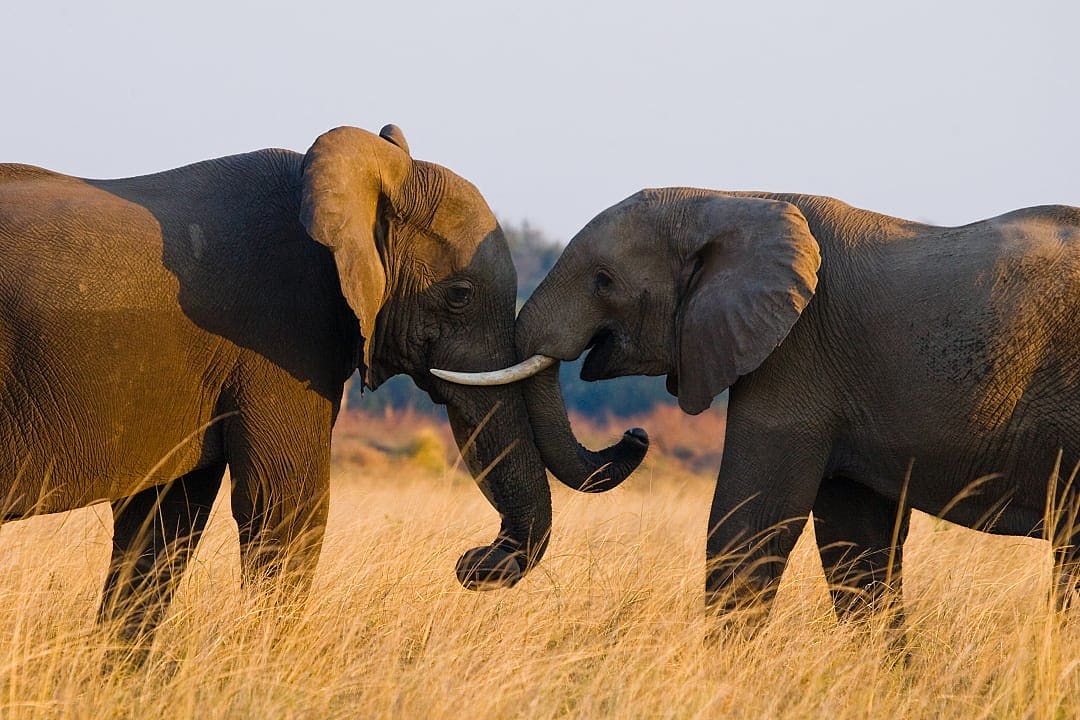 Elephants embracing each other at Lower Zambezi, Zambia