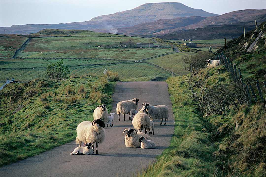 Sheep resting and grazing on a country road on the Isle of Skye, Scotland