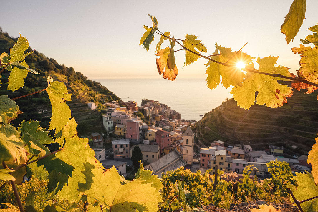 Vineyards in Manarola, Cinque Terre, during golden hour.