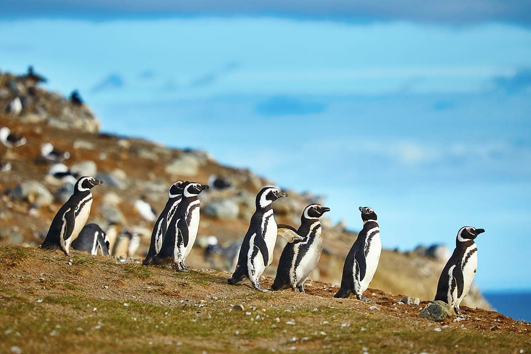 Magellanic penguins in natural environment on Magdalena Island.