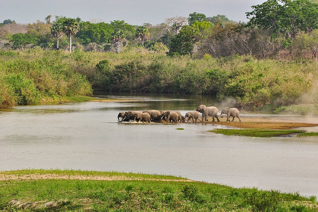 A herd of elephants by the Rufiji River, Selous National Park, Tanzania, Africa