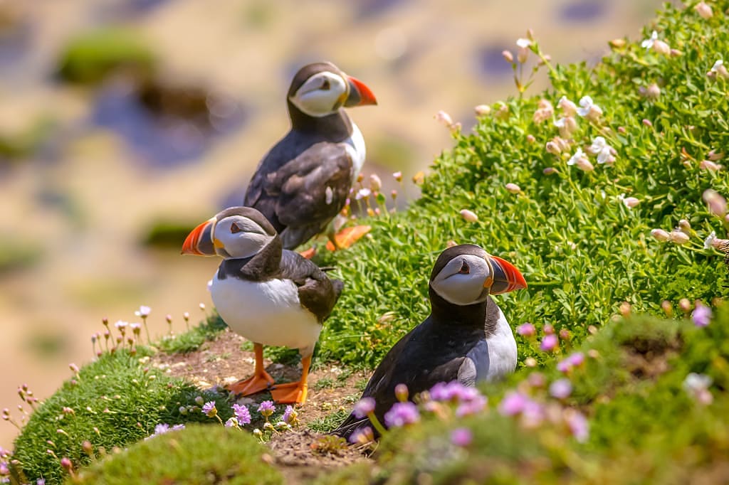 Bright puffin birds, inhabitants of Skellig Michael Island, Ireland